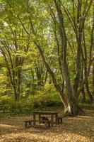 trä- bänkar och tabell i de skön skog för resten foto