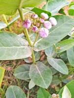 bäst närbild av calotropis gigantea spalmay lokal- namn foto