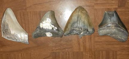 megalodon hajar tänder samling foto