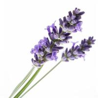 lavendel- blomma isolerat på vit. illustration ai generativ foto