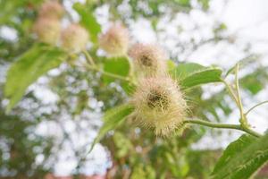 selektiv fokus till rå grön frukt av scharlakansröd frukt passionsblomma, stinkande passionsblomma passiflora foetida. i indonesiska den är kallad markisa hutan, mjuk fokus foto