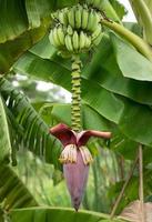 bananträd med bananblomning foto