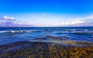 tropisk karibiska strand vatten tång sargazo playa del carmen Mexiko. foto