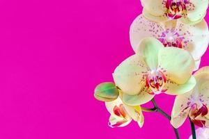 gul orkide på ljus magenta rosa bakgrund, bred blomma baner med plats för text foto