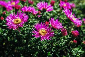 buske av lila krysantemum blommor i solljus foto