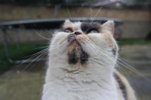 närbild porträtt av persisk katt som är i de Hem trädgård foto