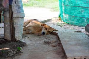 porträttbild av hunden som ligger på marken foto