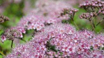 abstrakt mjuk bakgrund med skön rosa blommor. blomma och solljus. selektiv fokus bild. foto