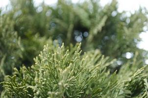 thuja grön grenar närbild. suddig thuja bakgrund. foto