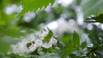 blommande träd. mjuk fokus. natur element för bakgrund. foto