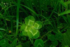 grön klöver löv bakgrund med några delar i fokus foto