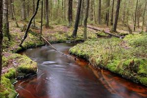 skön skog landskap med en flod i de förgrund, lång exponering foto