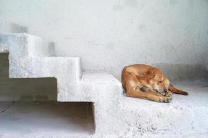 porträtt sorglig hemlös brun hund sitter på cementgolvet i huset under konstruktion. foto