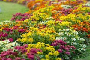 landskap av blomning färgglada blommor i trädgården foto