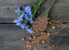 sammansättning av lin blommor och suchara med frön foto