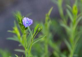 en gryende blå lin blomma i vår foto