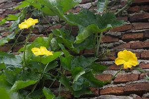 manlig och kvinna blommor av luffa eller vegetabiliska svamp foto