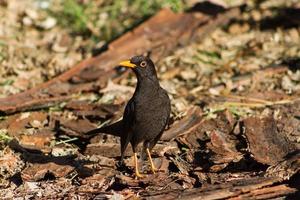 porträtt av en allmänning koltrast i de landsbygden av argentina foto