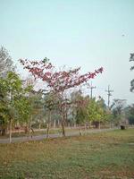 malabar träd de löv Börja till sväng röd i de falla. foto
