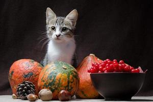 katt med höstfrukt foto