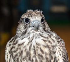 närbild av en gyrfalcon foto