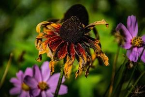 sommar blomma i de värma Sol i en naturlig miljö av de trädgård foto