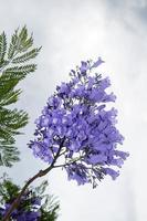 jacaranda mimosifolia lila blomma med grön löv och en blå himmel i de bakgrund. foto