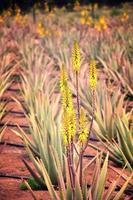 naturlig stor aloe växande på en bruka på de kanariefågel ö fuetaventra i Spanien i en naturlig livsmiljö foto