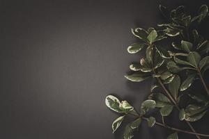 minimalistisk platt lägga. kvist med löv på en grå bakgrund. kopia Plats på de vänster. vinjettering. foto
