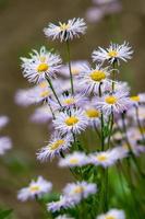 en massa av sommar vit med lila vild av de aster blommor familj tycka om daisy på en suddig grön bakgrund. de mitten av de blomma är gul. stjälkar är grön. vertikal ram. foto