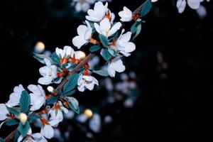 blommande gren körsbär. ljusa färgglada vårblommor foto