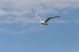 se på fiskmås flygande i en blå himmel med moln foto