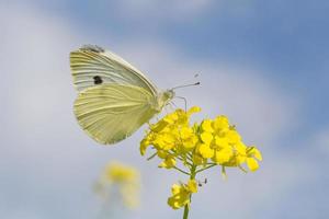 stänga upp av kål fjäril Sammanträde på gul blommor mot himmel foto