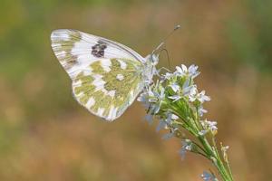 östra bad vit fjäril Sammanträde på vild blomma foto