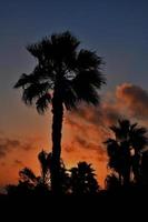 lugna natt landskap på de Strand med handflatan träd av de hav i teneriffa, Spanien foto