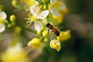 bi samla nektar från blomma. generera ai foto