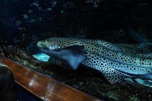 hajar simning i en stor akvarium på de tenerife Zoo i Spanien foto