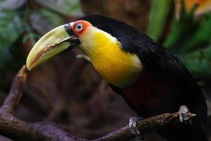grön faktureras toucan foto