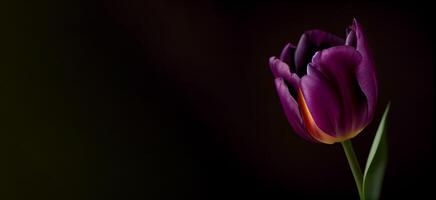 lila mörk tulpan blomma i svart bakgrund foto