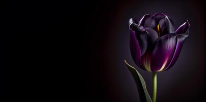 lila mörk tulpan blomma i svart bakgrund foto