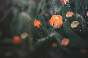 orange taggig päron kaktus blomma på en bakgrund av grön i de trädgård foto