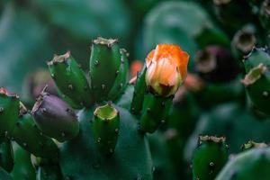 orange taggig päron kaktus blomma på en bakgrund av grön i de trädgård foto