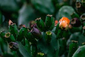 orange taggig päron kaktus blomma på en bakgrund av grön i de trädgård foto