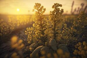 en fält av gul blommor med de Sol miljö i de bakgrund, generativ ai foto
