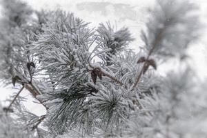 vinter- kvist av barr- träd täckt med vit färsk snö på en kall dag foto