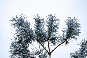 vinter- kvist av barr- träd täckt med vit färsk snö på en kall dag foto