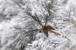 vinter- kvist av barr- träd täckt med vit färsk snö på en kall dag foto