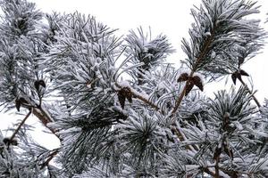 vinter- kvist av barr- träd täckt med vit färsk snö på en kall dag foto