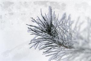 vinter- kvist av barr- träd täckt med vit färsk snö på en kall dag foto