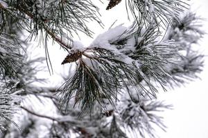 vinter- kvist av barr- träd täckt med vit färsk snö på en kall dag foto